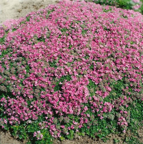 Thymus praecox 'Minor' 9x9 cm Topf – Winterhart, Mehrjährig, Pflegeleicht – Teppich-Thymian – Bodendecker für Steingarten & Fugen
