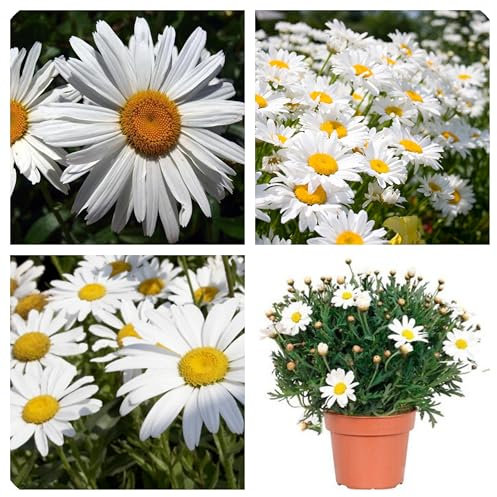 Semi di Margherite Giganti Regina di Maggio, Fiori da Giardino aiuole fioriere giant daisy seeds