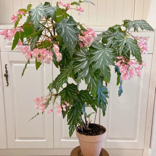 Begonien - indoor gewächshaus gartendeko für draußen outdoor hochbeete für garten exotische zimmerpflanzen rankpflanzen balkongewächshäuser bodendecker winterhart mehrjährig bio alte 350samen