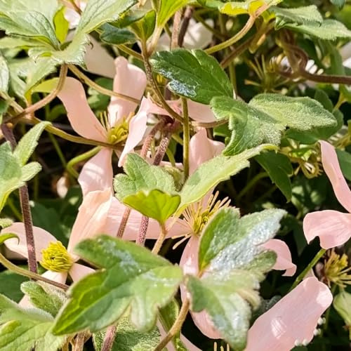 hortensia trepadora de interior raras decorativas enredaderas 40semillas