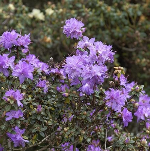 Kleinblättriger Rhododendron 30-40cm - Rhododendron impeditum - Zwerg Alpenrose - lebende Gartenpflanze aus den Baumschulen
