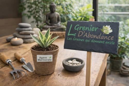 25 graines à semer - Le Grenier d'Abondance - Agave Marmorata - Agave Marbrée