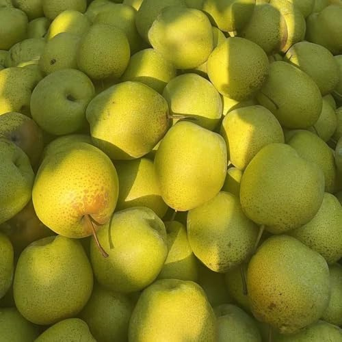 comprar semillas de peral, resistente para Balcón, perennes Invernadero, extremadamente 100pcs