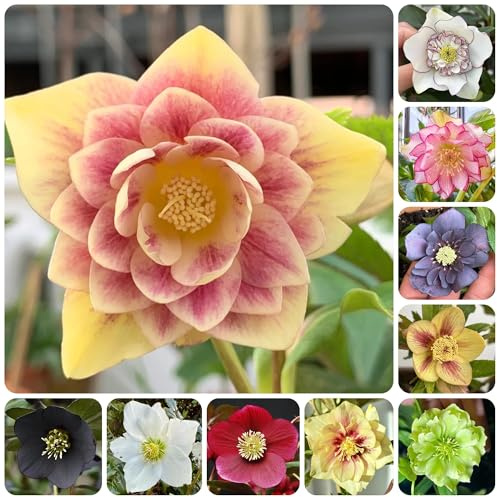 christrose christrosen - kletterpflanzen winterhart, bio christrosensamen, wohnzimmer deko blumenbeet 250pcs
