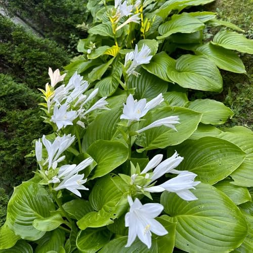 HostaSamen - gartenblumen Funkien - alte sorten nachhaltige geschenke garten winterhart 50pcs