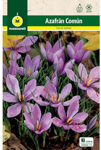 Mascarell Semillas, AZAFRÁN COMÚN, Semillas Bulbosas, Bulbos de Flores Otoño Fácil de Cultivar, Bolsa 10 Bulbos
