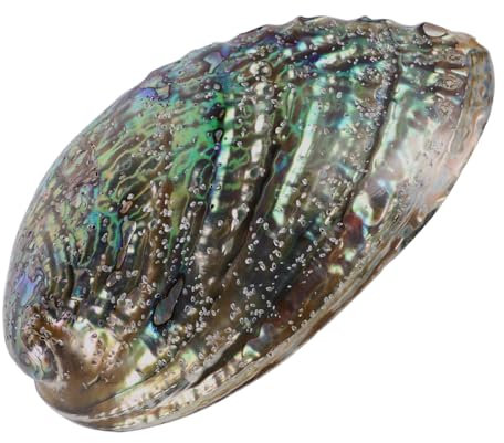 CLISPEED Coquillage Naturel Brillant 10-12 CM Coquille d'Ormeau pour Bijoux DIY Décoration Accessoires Naturels