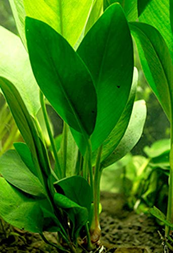 Anubias Congensis - Live aquarium plant