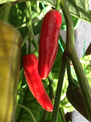 SEMI PEPERONCINO CHILE MORITA (CHIPOTLE)+ GUIDA COLTIVAZIONE