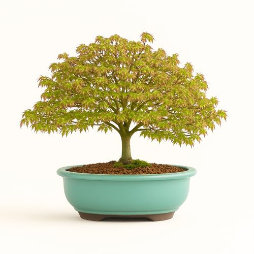 Kiyohime Ahorn Bonsai – Acer palmatum – Japanischer Fächerahorn in 23 cm Schale – Kompakt & Laubwechselnd – Premium Echtpflanze – Indoor/Outdoor – Herbstfärbung