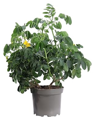 Pianta di Cassia Corymbosa pianta da esterno pianta ornamentale di Cassia pianta fiore giallo pianta vera venduta da eGarden.store (Vaso 17 cm)