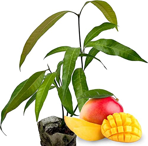 DECOALIVE Mango Árbol Frutal Tropical Planta Natural, 8435712005715