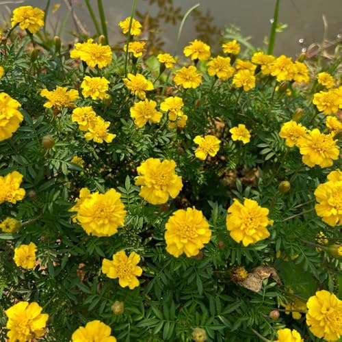 semillas de caléndula perenne de jardín, caléndula, tagetes patula, resistentes al aire libre Decoración de jardín para exteriores, 200pcs