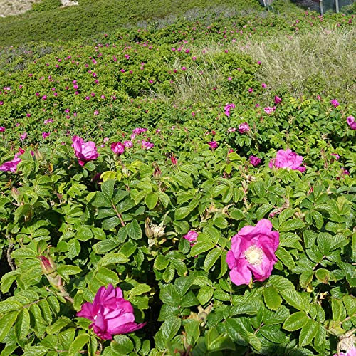 Hagebutte Syltrose Apfelrose Rosa rugosa Dünenrose pflegeleicht undurchdringlich Heckenpflanze Insektennährgehölz Vogelnährgehölz (Im 3 Liter Topf 60-80cm)