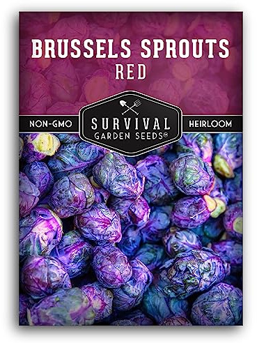 Red Brussels Sprout Seeds | Heirloom Non-GMO Purple Brussel Sprouts, Cold Hardy Garden Vegetable, Unique Exotic Variety - Survival Garden Seeds (1 Pack)