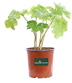 Pianta di Acanto Pianta di Acanthus Mollis pianta da esterno pianta da giardino pianta perenne pianta da fiore bianco rosa pianta ornamentale di Acanto pianta vera venduta da eGarden.store