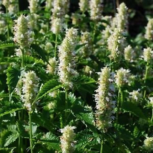 Semi Giant issopo Bianco Fiore (Agastache Mexicana) 200 + Semi