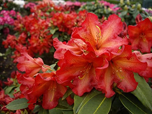 Rhododendron hybride Abraxas - Großblumige Alpenrose Abraxas