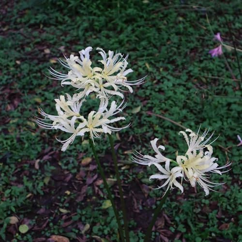 giglio ragno, giglio di sangue - Coltivare da giardino sul lycoris radiata bulbo dito da giardino interno precoci appartamento 3bulbi