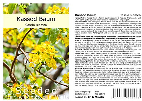 Seedeo® Kassod Baum (Cassia siamea) 50 Samen