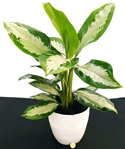POWERS TO FLOWERS - AGLAONEMA DIAMOND BAY IN VASO CERAMICA BIANCO, pianta vera