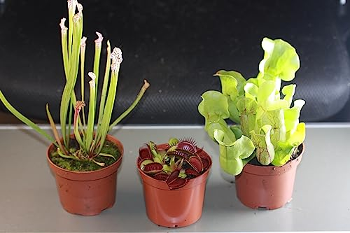 Fleischfressende Pflanzen, 3er Set - Riesig! D.muscipula, S.purpurea, S.leucophylla