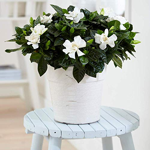 Gardenia Jasminoides Cape Jasmin Geruch Hauspflanze,gelifert im 12cm Topf