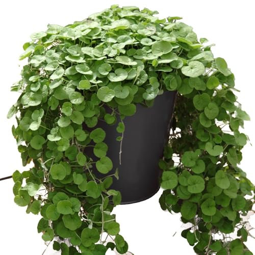 Dichondra Argentea 'Emerald Falls' x 5 Plug Plants by Growtanical®