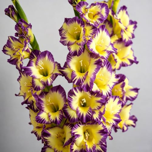 bulbi di gladioli balcone decorative in vaso di resistenti 5pcs