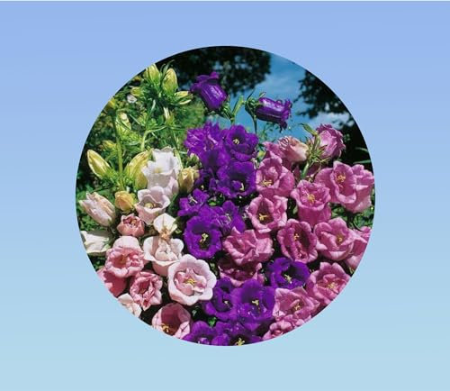 1200 Graines de Campanules à Grandes Fleurs - Variété 'Medium Single Flower' - Fleurs Clochettes Élégantes pour Jardin et Massifs