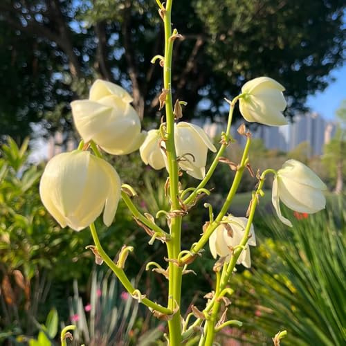 Semillas de Yucca Filamentosa, Lirio de Palma regalos para jardineros semillas orgánicas resistentes de exterior jardín de balcón raras 100pcs