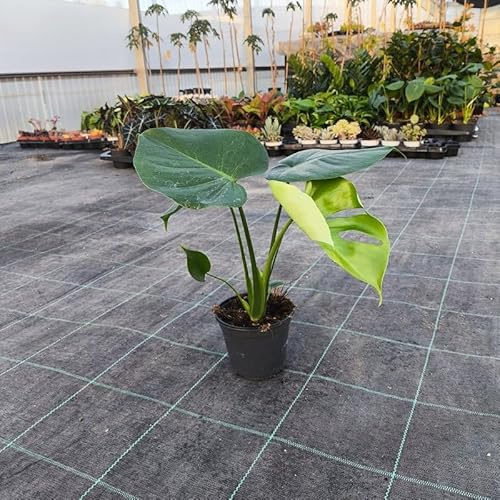 Pianta Monstera Deliciosa