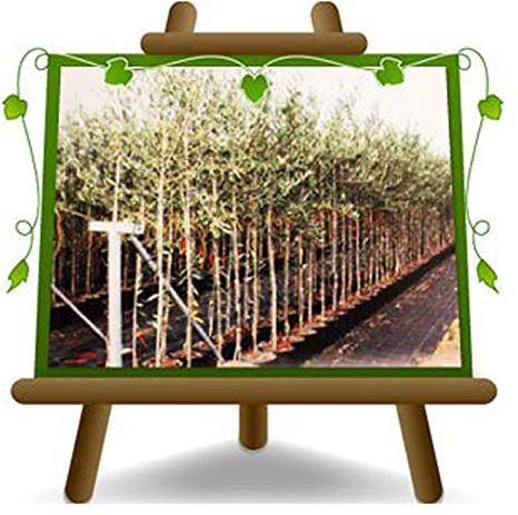 EURO PLANTS VIVAI Olivier Leccio del Corno en Pot