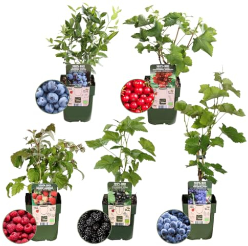 Plants by Frank | Fruchtoase BIO Obstpflanzen set im mix von 5 verschiedene Sorten | 100% Biologisch Kultiviert | Obstgarten | Obstpflanzen | Pflanzen | Gartenpflanzen Winterhart