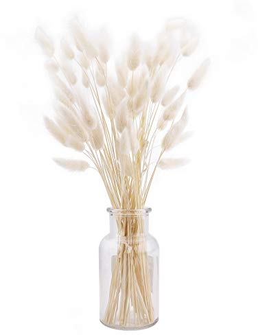 60 Stück 40cm Lagurus Ovatus Gräser Bambus Hasenschwanz Gras Samtgras Hasenschwänze Pampa Gras Pflanze natürlich getrocknete Pampa Gras Blumenarrangements Home Decor ruscus trockenblumen weiß klein