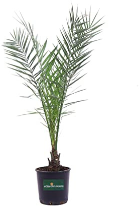 Pianta di Phoenix Canariensis Pianta di Palma delle Canarie palma in vaso Palma delle Canarie ornamentale pianta da giardino pianta vera venduta da eGarden.store (Vaso 24 cm)