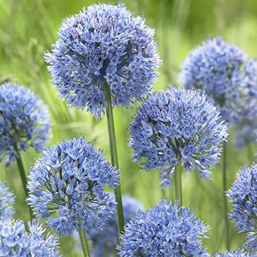 Allium ‘Blue Drumstick’ 20 Bulbs, Hardy, Ornamental Blue Flowers, Low-Maintenance Pollinator-Friendly Garden Plant, Easy to Grow – Allium caeruleum by Thompson & Morgan