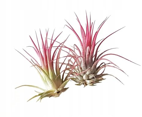 Duo Tillandsias Rojas Plantas del Aire Naturales de Color Rojo Tillandsias Fuego