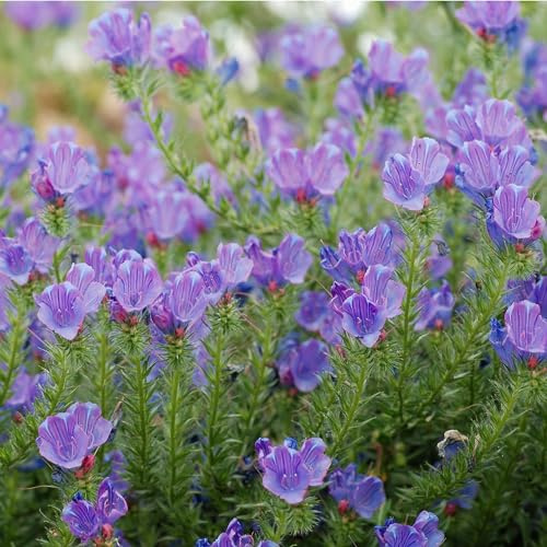Wegerichblättriger Natternkopf (Echium plantagineum) Samen. Bienenweide (1000 Samen = 3,0g)