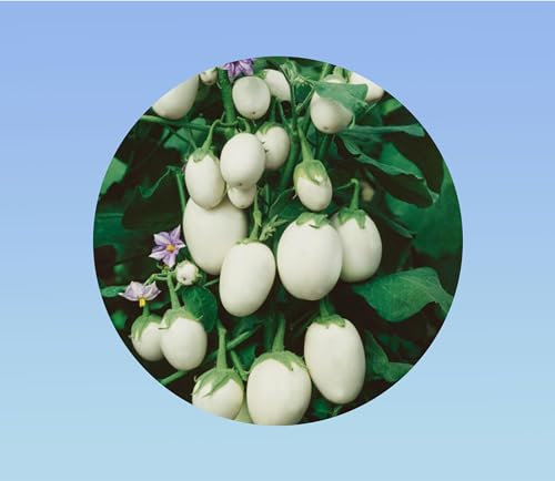 200 graines graines de aubergine oeuf blanc - légume à fruits ovales - variétés ancienne