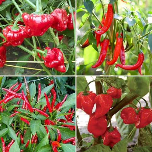 Hot Chili Seeds Multi-Pack - 4 Different Varieties Spicy Pepper Seed Kit Includes Scotch Bonnet & Habanero Red - Open Pollinated Guaranteed Seed Variety