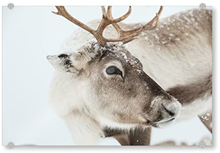 artboxONE Acrylglasbild 60x40 cm Natur Rentier in Lappland Bild hinter Acrylglas - Bild rangifer tarandus arktis Deer