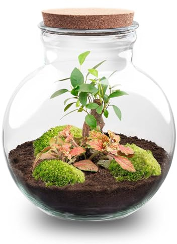 urbanjngl - Teddy Bonsai Terrarium mit Licht - DIY Pflanzen Kit, Ø 26 cm, Höhe 26,5 cm - Selbstregulierendes Ökosystem für Pflanzenpflege