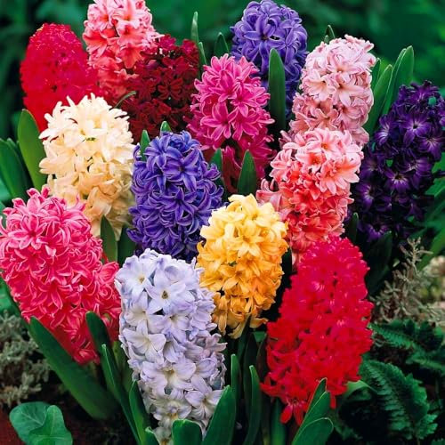 7 x Hyacinths Mixed – Colourful Addition to Landscape - Perennials – Highly Fragrant Blooms - Spring Flowering Bulbs - for Your Beautiful Garden