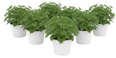 Pack Terraza Soleada – Seis Geranios Limón Naturales en Maceta | DECOALIVE Plantas Aromáticas de Exterior para Terraza y Jardín