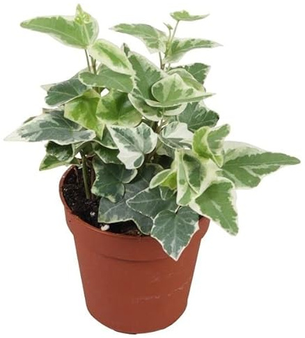 Hiedra Variegata de Interior Planta Verde y Blanca