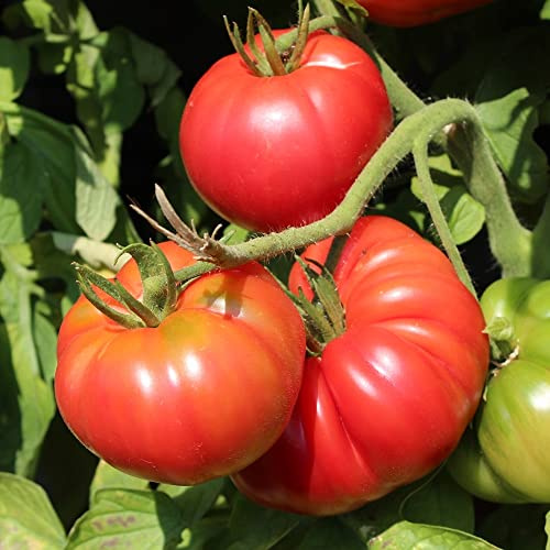 Rose Crush F1 Tomatensamen