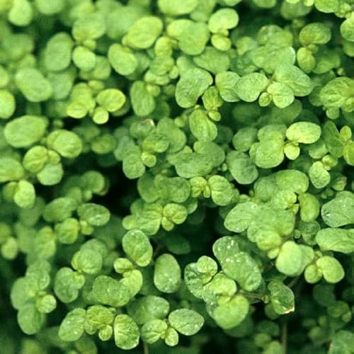 6x Soleirolia - Soleirolia soleirolii - Topf 9x9cm - Feiner Bodendecker für Kübel und Garten