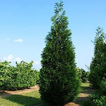 Western Red Cedar (Thuja Plicata) 30 Tree Seeds:Seeds