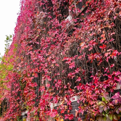 Parthenocissus tricuspidata, Wilder Wein Winterhart, gartendeko für draußen kletterpflanzen winterhart mehrjährig 350Samen